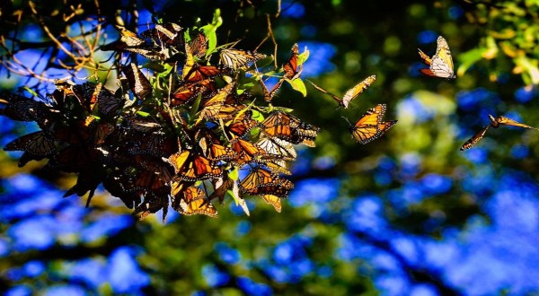 Millions Of Monarch Butterflies Are Headed Straight For Wisconsin This Spring