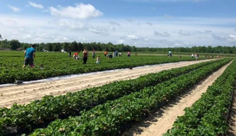 Take The Whole Family On A Day Trip To This Pick-Your-Own Strawberry Farm In Maryland