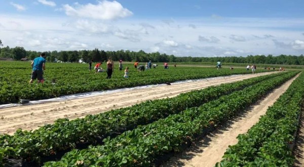 Take The Whole Family On A Day Trip To This Pick-Your-Own Strawberry Farm In Maryland