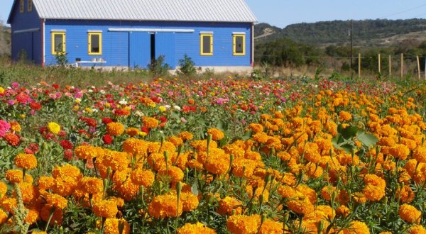 Get Lost In This Beautiful 20-Acre Wildflower Farm In Texas