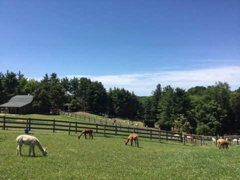 There's A Bed and Breakfast On This Alpaca Farm In Ohio And You Simply Have To Visit