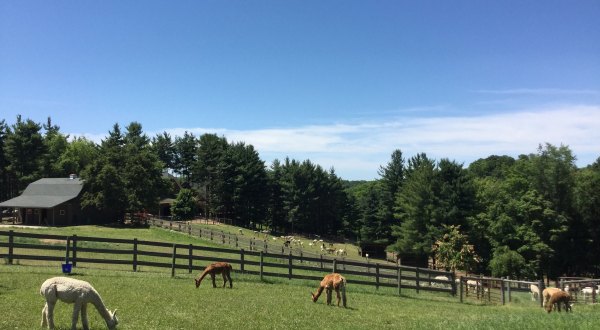 There’s A Bed and Breakfast On This Alpaca Farm In Ohio And You Simply Have To Visit