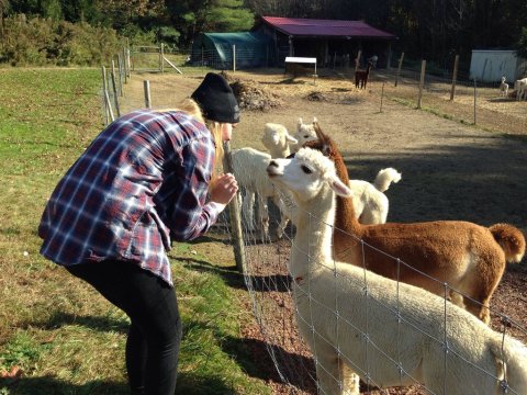 There's A Bed and Breakfast On This Alpaca Farm In Maine And You Simply Have To Visit