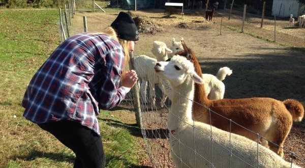 There’s A Bed and Breakfast On This Alpaca Farm In Maine And You Simply Have To Visit