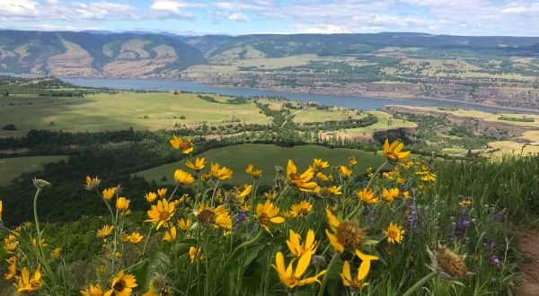 These Dazzling Wildflowers In Oregon Should Be On Your Spring Bucket List