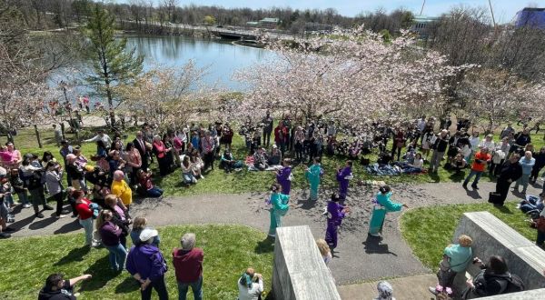 Buffalo’s Cherry Blossom Festival Is The Most Beautiful Way To Celebrate Spring