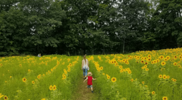 This Sunflower Festival In New Hampshire Is Worth A Trip From Any Corner Of The State
