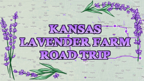 Take This Road Trip To The 5 Most Eye-Popping Lavender Fields In Kansas