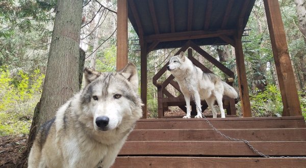 This Wolf Encounter In Washington Is A Once-In-A-Lifetime Experience