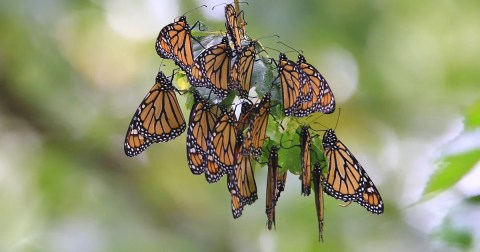 Millions Of Monarch Butterflies Are Headed Straight For South Dakota This Spring