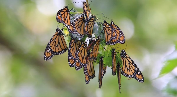 Millions Of Monarch Butterflies Are Headed Straight For South Dakota This Spring