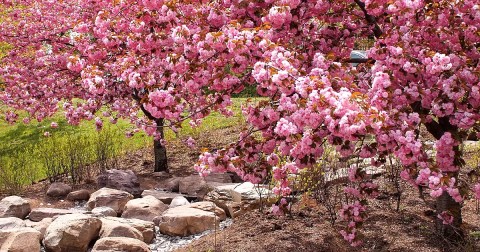 New Jersey's Cherry Blossom Festival Is The Most Beautiful Way To Celebrate Spring