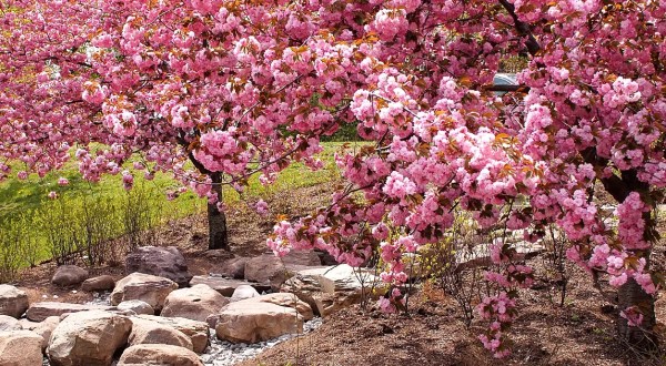 New Jersey’s Cherry Blossom Festival Is The Most Beautiful Way To Celebrate Spring