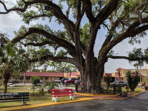 There’s No Other Historical Landmark In Florida Quite Like This 600-Year-Old Tree