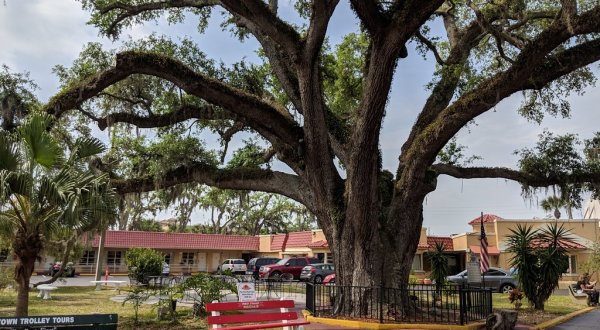 There’s No Other Historical Landmark In Florida Quite Like This 600-Year-Old Tree