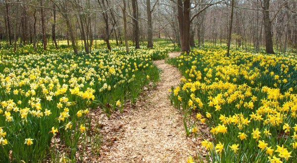 The Quiet Woodland In Massachusetts Where You Can See Thousands Of Daffodils In Bloom