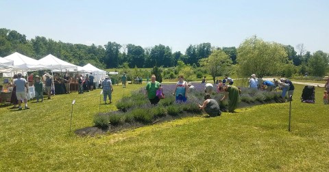 Ohio's Annual Lavender Festival Belongs On Your Springtime Bucket List
