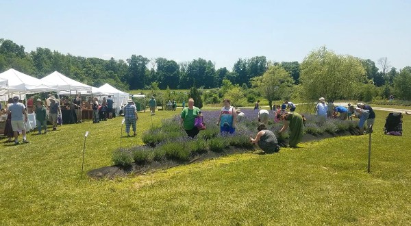 Ohio’s Annual Lavender Festival Belongs On Your Springtime Bucket List