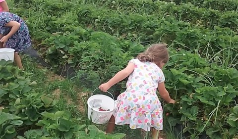 Take Your Whole Family On A Day Trip To This Pick-Your-Own Strawberry Patch In Alabama
