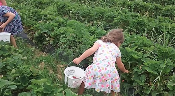 Take Your Whole Family On A Day Trip To This Pick-Your-Own Strawberry Patch In Alabama