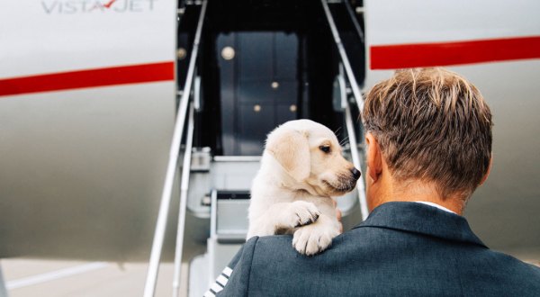 This New Service Is Offer Luxury Private Jet Travel For Your Pet