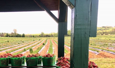 A Visit To This Pick-Your-Own Berry Farm Near Nashville Will Make Your Spring Complete