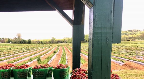 A Visit To This Pick-Your-Own Berry Farm Near Nashville Will Make Your Spring Complete