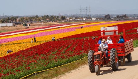 Immerse Yourself In A Sea Of Color At This One-Of-A-Kind Flower Field On The West Coast