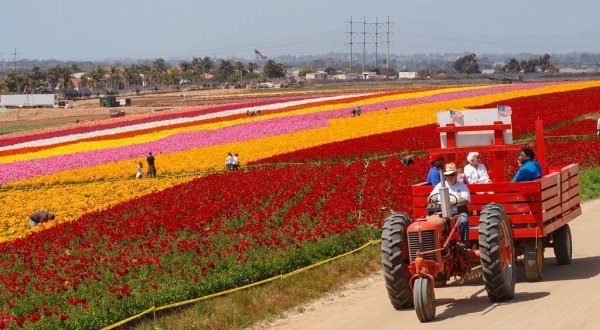 Immerse Yourself In A Sea Of Color At This One-Of-A-Kind Flower Field On The West Coast