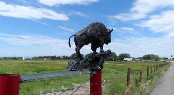 Hang Out With Bison At This One Of A Kind Farm Campground In Wyoming