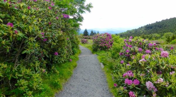 5 Stunning Wildflower Trails Around The U.S. That Will Stop You In Your Tracks
