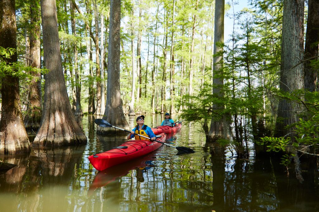 South Carolina banner image