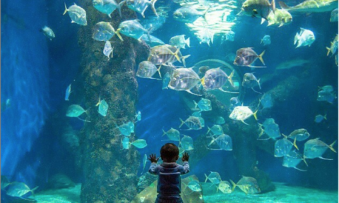 Your Whole Family Will Love A Trip To The Virginia Aquarium With Over 10,000 Colorful Fish
