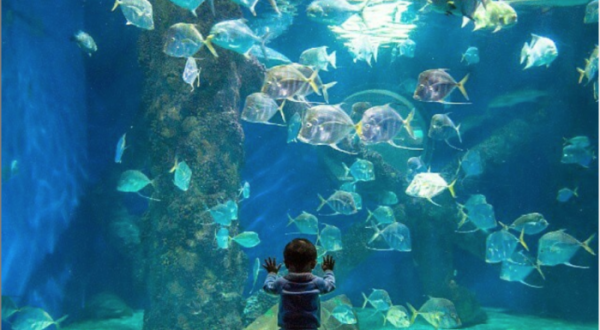 Your Whole Family Will Love A Trip To The Virginia Aquarium With Over 10,000 Colorful Fish