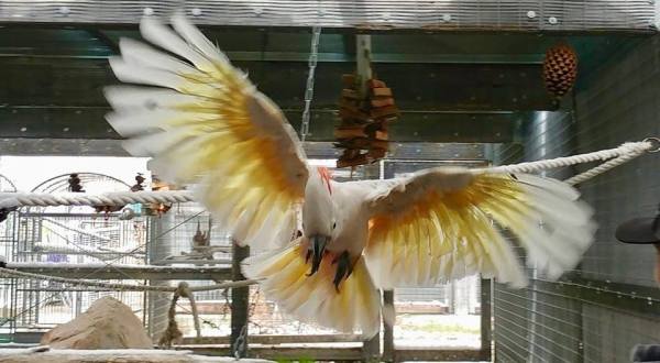 Plan Your Visit To This Amazing Parrot Sanctuary In Colorado As Soon As You Can