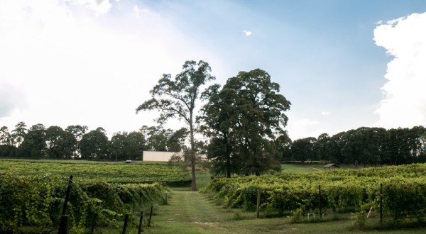 This Hidden Vineyard In Louisiana Is Worthy Of Its Own Day Trip