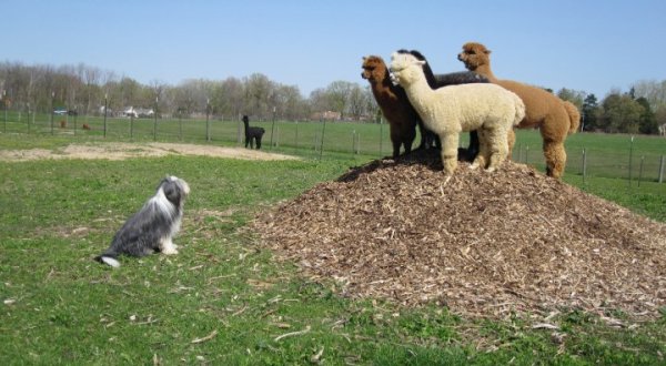Visit This Detroit Alpaca Farm For A Fun And Fuzzy Adventure