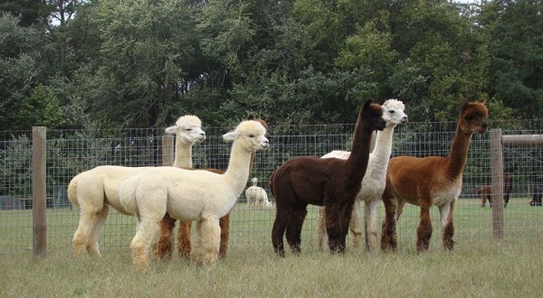 Visit This Delaware Alpaca Farm For A Fun And Fuzzy Adventure