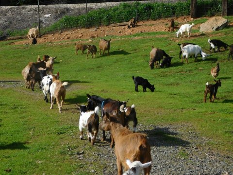 Animal Lovers Will Love Playing With Baby Goats At This Delightful Dairy Farm In Northern California