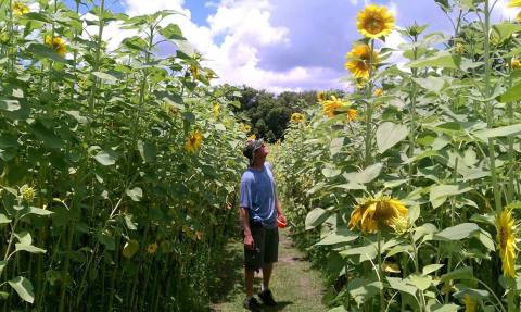 There’s A 6-Acre Sunflower Maze At Sweetfields Farm In Florida That’s Just As Magnificent As It Sounds
