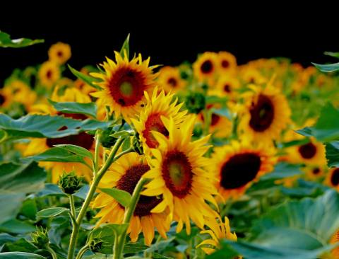 This U-Pick Sunflower Farm In North Carolina Is The Perfect Way To Spend An Afternoon