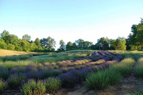 Get Lost In This Beautiful Lavender Farm In Wisconsin