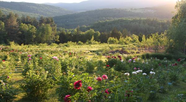The Dreamy Peony Farm In Vermont You’ll Want To Visit This Spring
