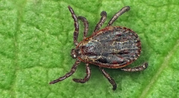 You Won’t Be Happy To Hear That Arizona Is Experiencing A Major Surge Of Ticks This Year