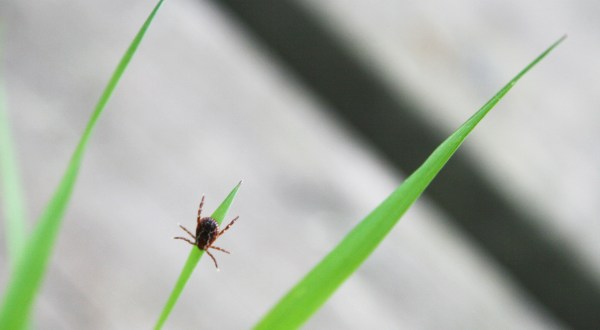 You Won’t Be Happy To Hear That Minnesota Is Experiencing A Major Surge Of Ticks This Year