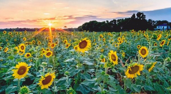 You Don’t Want To Miss This Incredible Sunflower Festival Happening In Louisiana