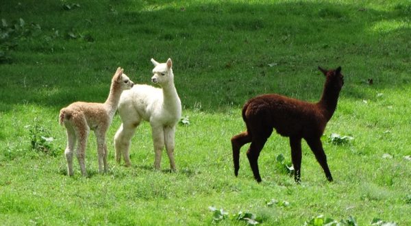 Visit This Kentucky Alpaca Farm For A Fun And Fuzzy Adventure