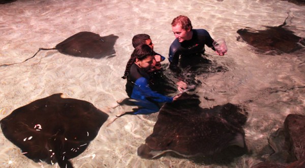Play With Stingrays At This South Carolina Aquarium For An Absolutely Adorable Adventure