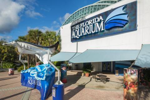 Play With Penguins At This Florida Aquarium For An Absolutely Adorable Adventure