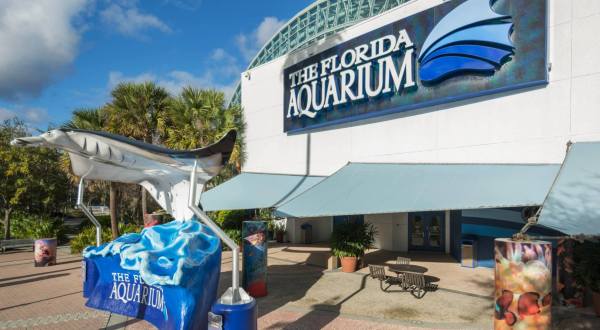 Play With Penguins At This Florida Aquarium For An Absolutely Adorable Adventure